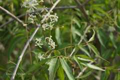 Azadirachta indica